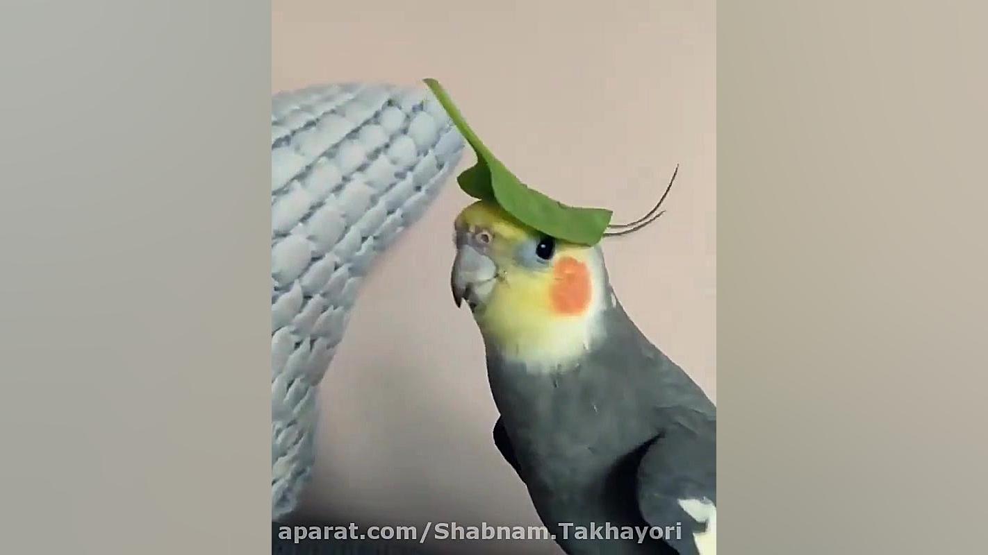 سوت عروس هلندی عصب‌کشی