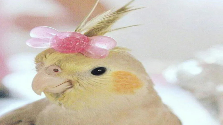 معرفی عضو جدید خانواده ، همه چیز درباره کوکو ⁦(⁠◍⁠•⁠ᴗ⁠•⁠◍⁠)⁩⁦ʕ⁠っ⁠•⁠ᴥ⁠•⁠ʔ⁠っ⁩ زمان266ثانیه