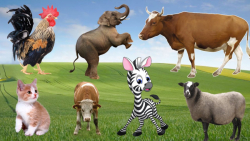 صداهای خنده دار حیوانات در حیا...