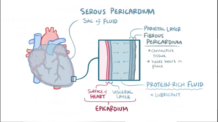 آناتومی وفیزیولوژی سیستم قلب وعروق(Cardiovascular anatomyandphysiology) -اسموزیس ترمیم دندان