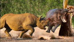 مستند حیات وحش  حمله خشمگین کر...