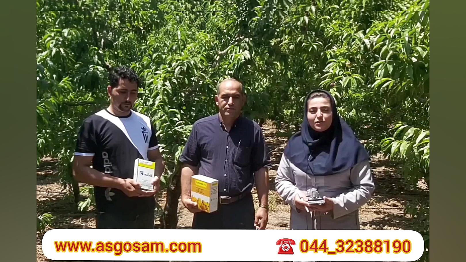 بازدید از نتیجه تاثیر قارچکش گورادور و آهن سیتروفر در باغ هلو شهرستان شبستر برداشتن توده