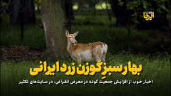 بهار سبز گوزن زرد ایرانی بهار سبز گوزن زرد ایرانی