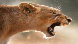 حیات وحش  شکار بی نظیر آهو توس...