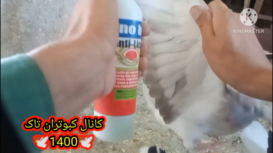 درمان شپش کبوتر ونکاتی در مورد...