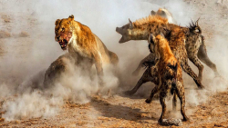 حیات وحش  جنگ و نبرد جانانه کف...