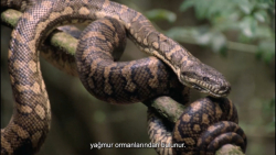 حیات وحش  مستندی جذاب از شکار...