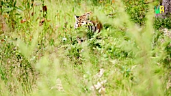 جنگ حیوانات وحشی  جنگ گورخر و...