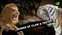 شکار حیوانات وحشی | جنگ ببر و...