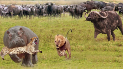 جنگ ۱۰۰ بوفالو با شیر | گله دی...