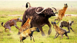 مبارزه کفتار و بوفالو | حمله ب...