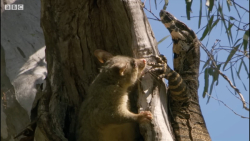 حیات وحش  نبرد دیدنی اژدهای کو...