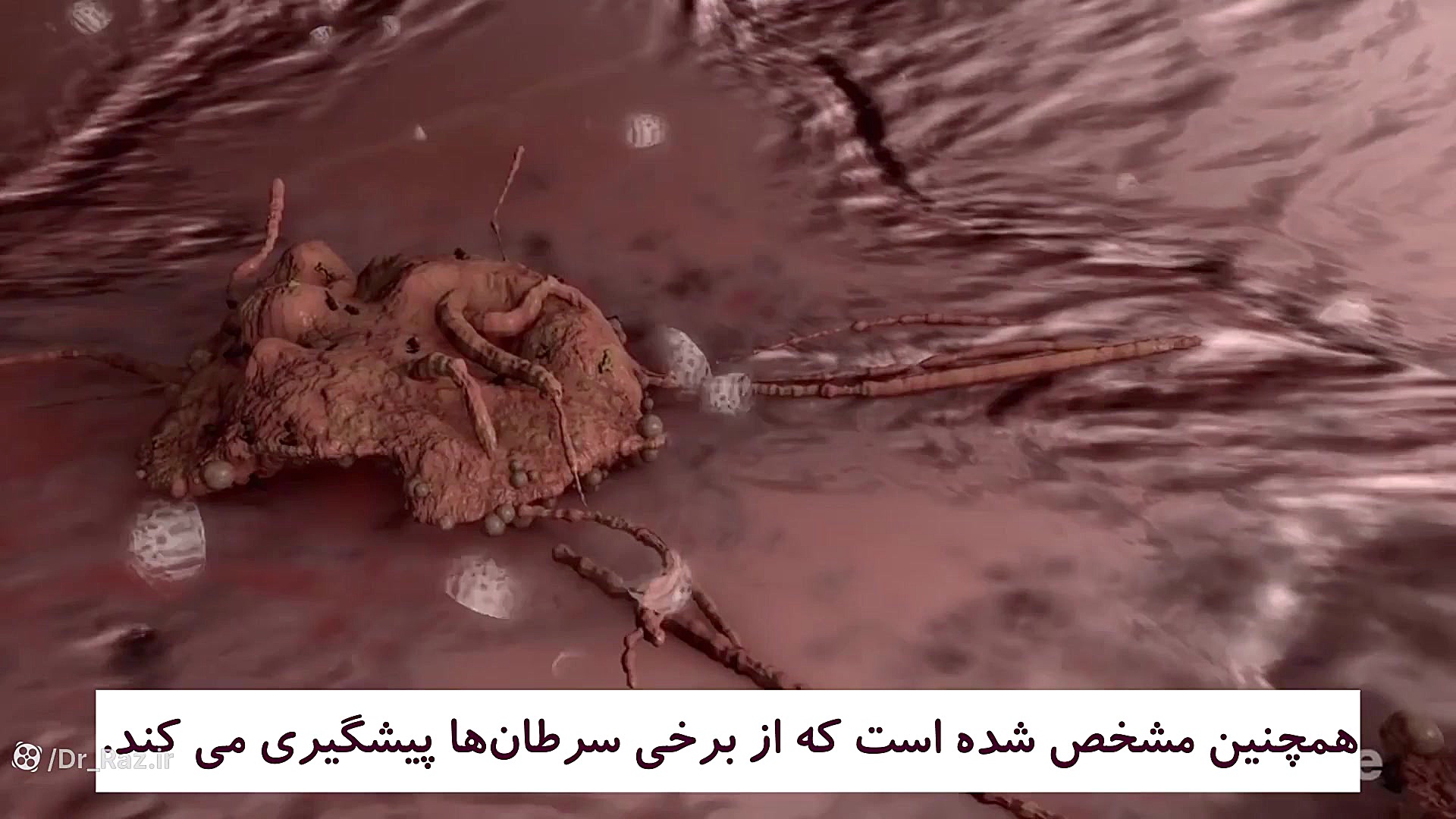 معرفی غذاهای تخمیری، قسمت سوم: ساورکرات (کلم‌ترش) زمان42ثانیه