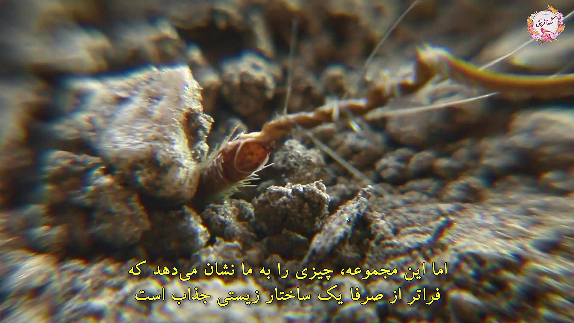 دانه لک لکی