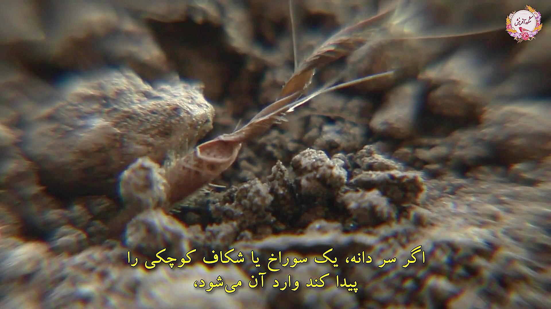 دانه ای که خود را می کارد
