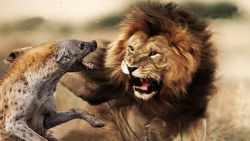 جنگ خونین کفتار با شیر  نبرد ح...