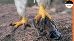 مستند حیوانات وحشی | گرگ در زی...