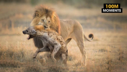 مستند حیات وحش  جنگ و نبرد شیر...