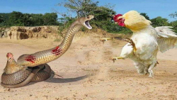 مبارزه حیوانات وحشی | نبرد نفس...