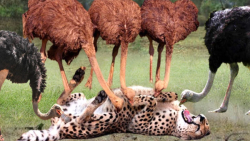 مستند حیات وحش  شترمرغ ها برای...