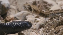 حملات ترسناکترين و خطرناکترین...