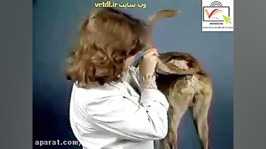 معاینه ی بالینی سگ جنیفر لارنس