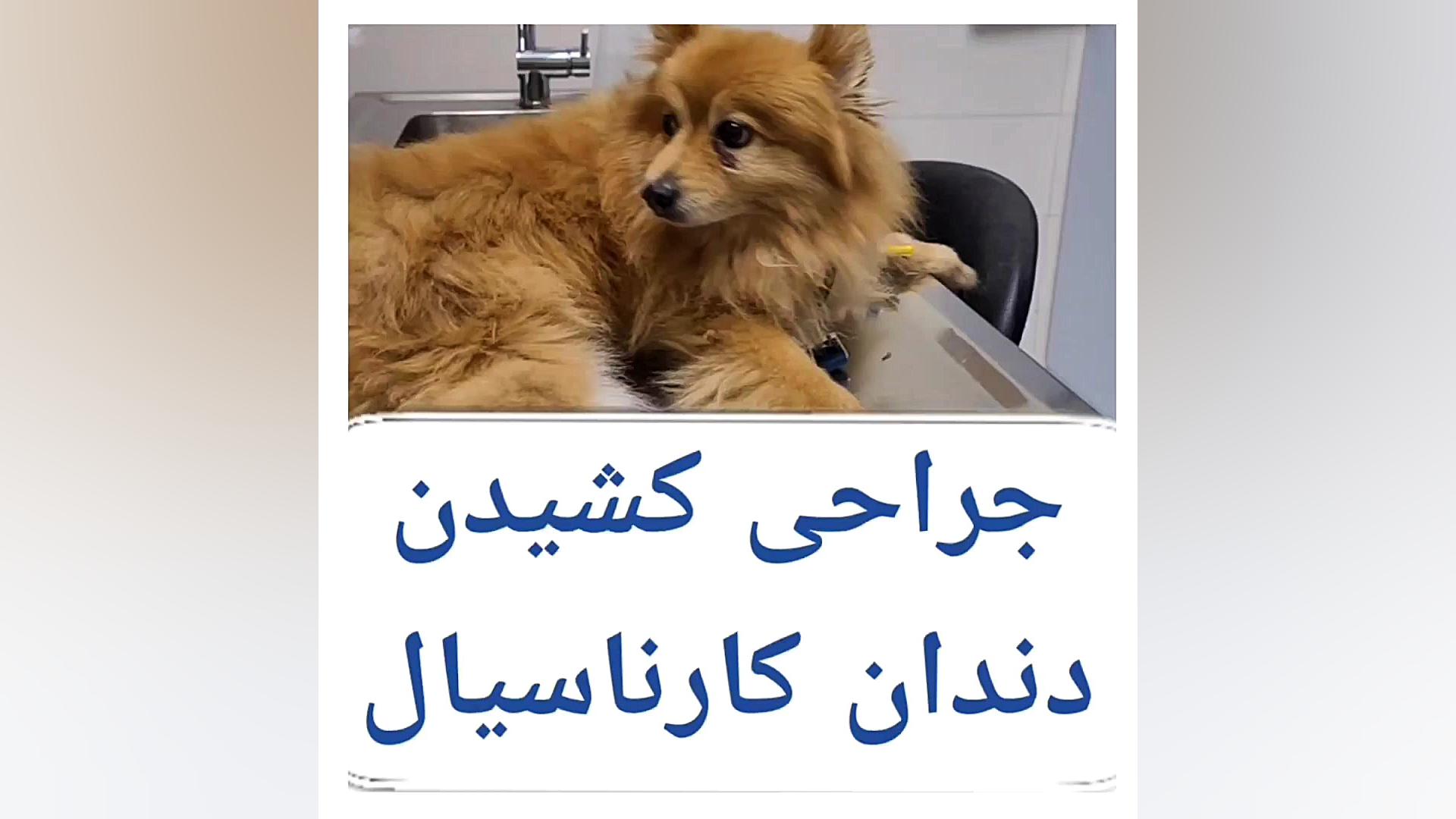 جراحی کشیدن دندان کارناسیال ASO Test