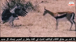 عقاب در منظره ای باورنکردنی یک...