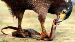 مستند حیوانات وحشی  مبارزه مار...