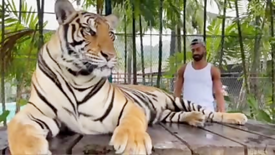 حضور شجاعانه ی رامین رضاییان در قفس ببر