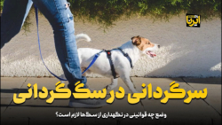 سرگردانی در سگ گردانی سرگردانی در سگ گردانی