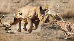 آیا سه یوزپلنگ می توانند به مب...