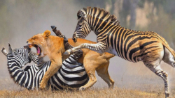 حیات وحش ؛ جنگ و نبرد شیر و&zw...