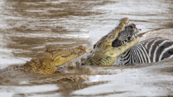 حیات وحش | حمله تمساح به گورخر...