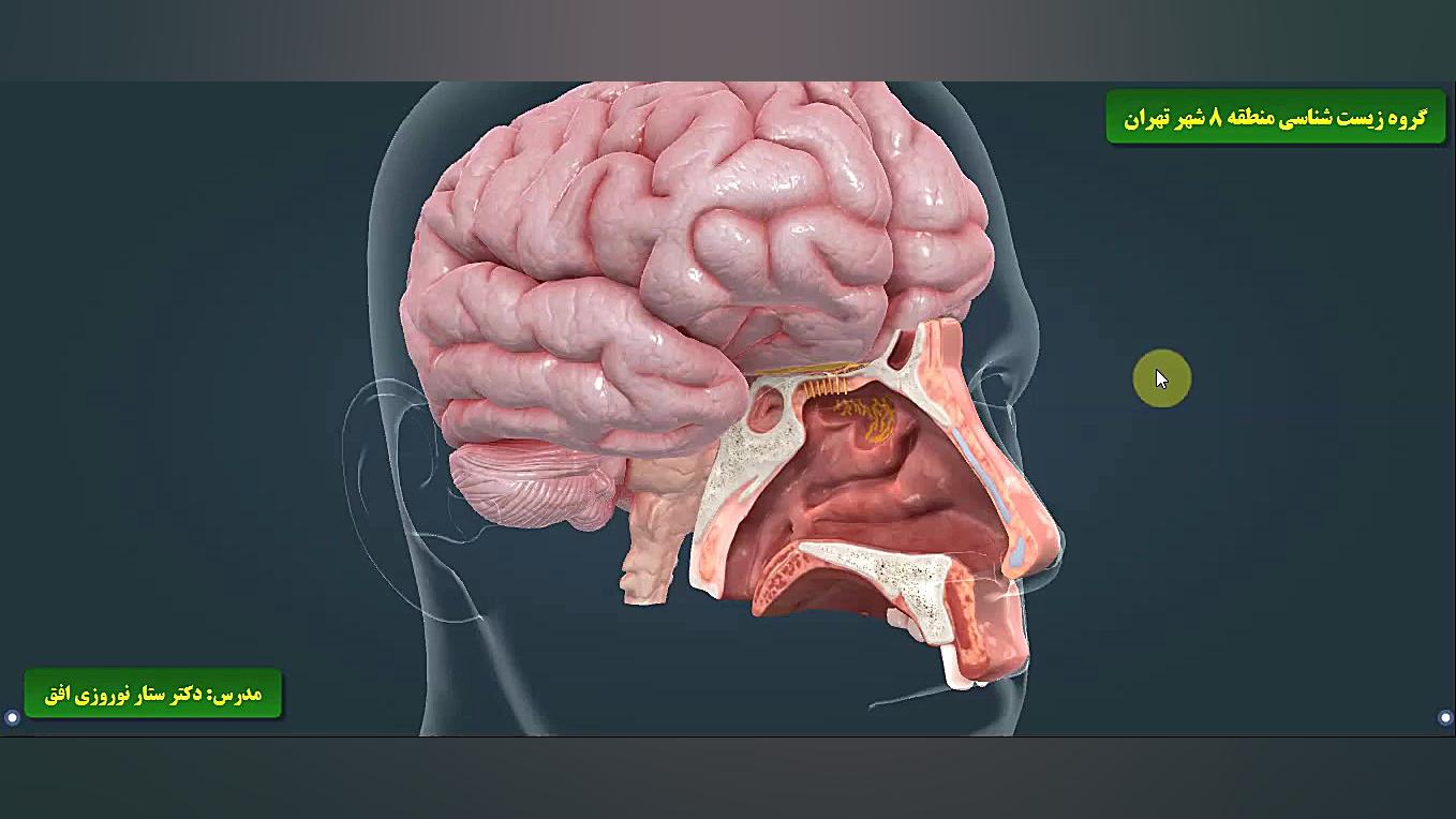 تدریس سه بعدی حس بویایی لیپوساکشن