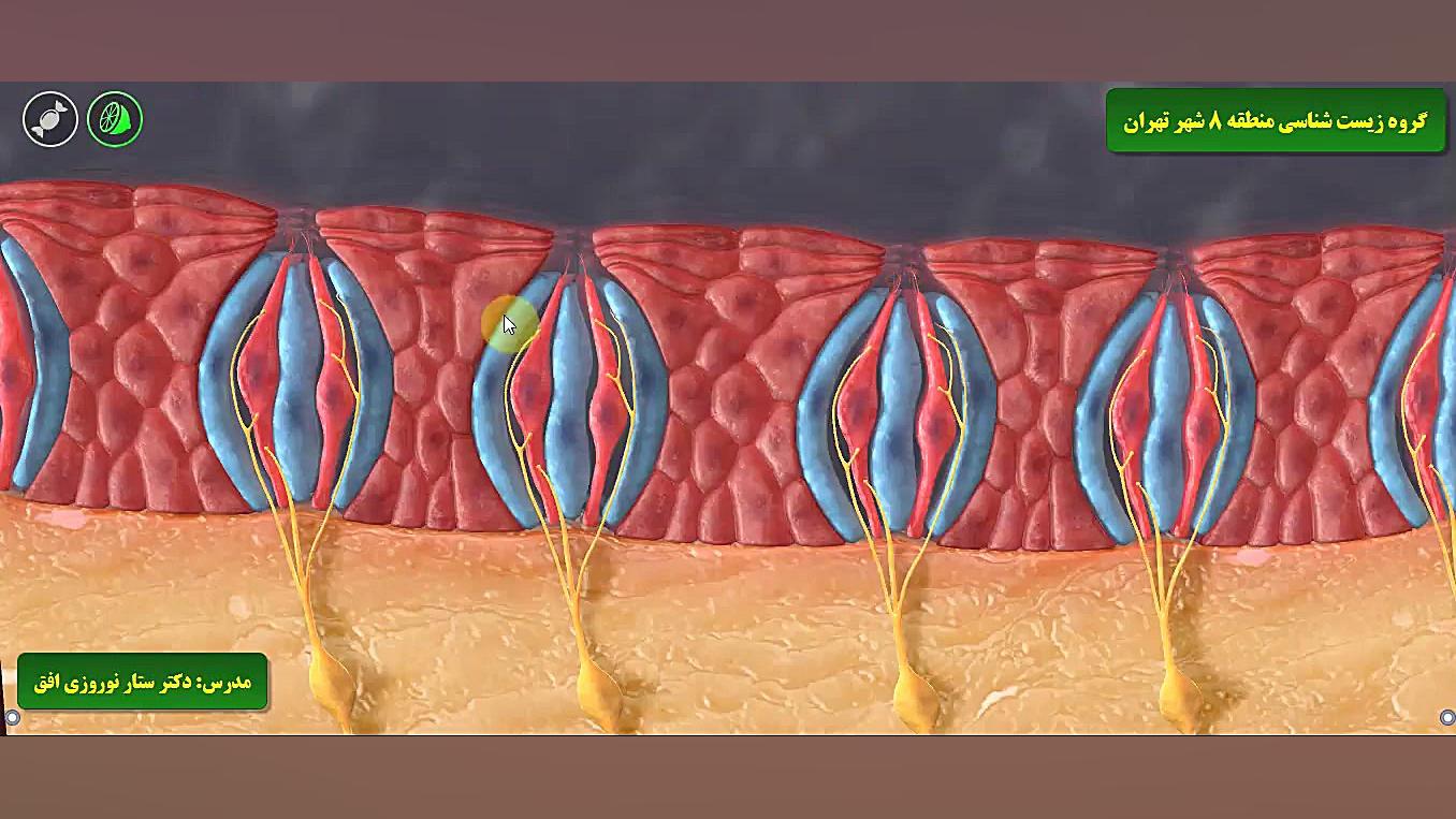 تدریس سه بعدی حس چشایی در انسان کاشت ابرو