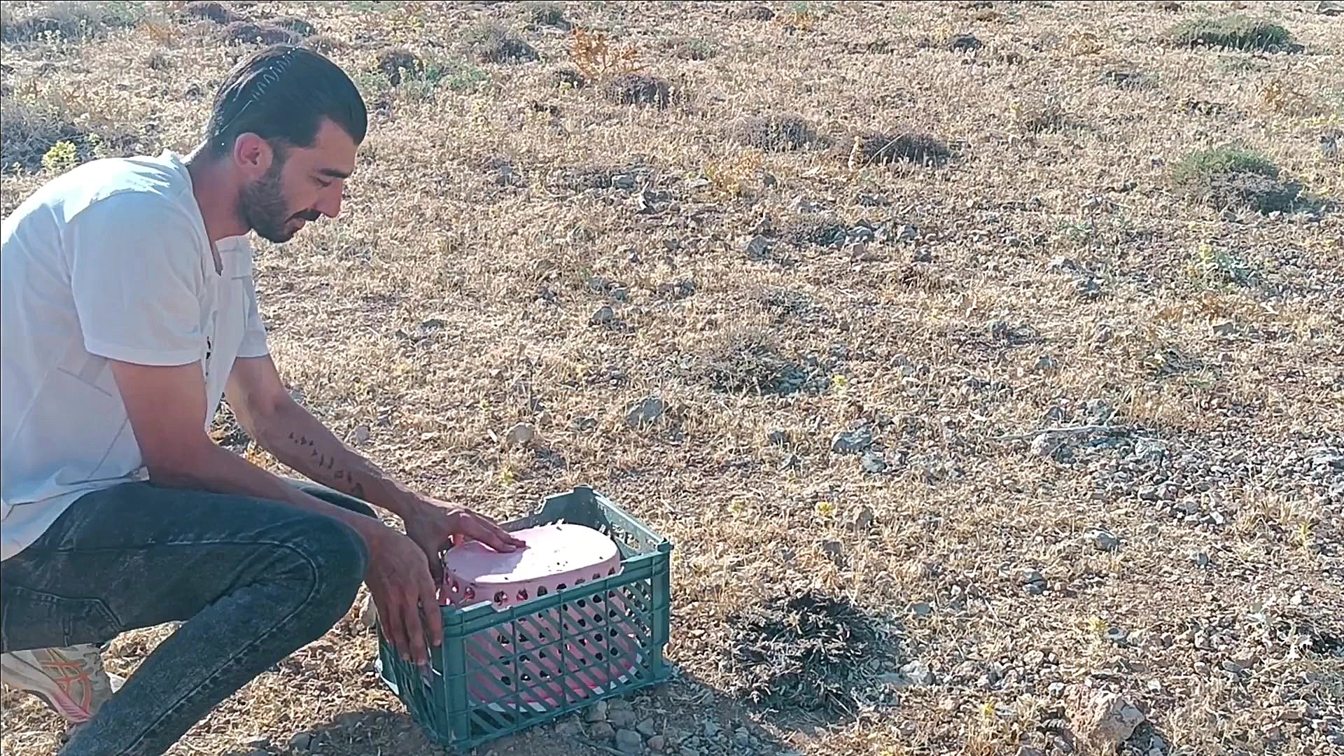 کبک وحشی در طبیعت پادنای سمیرم رها سازی شد نیمار جونیور