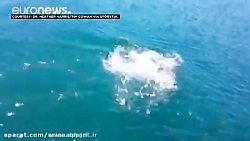 نجات یک توله سمور دریایی و رسا...