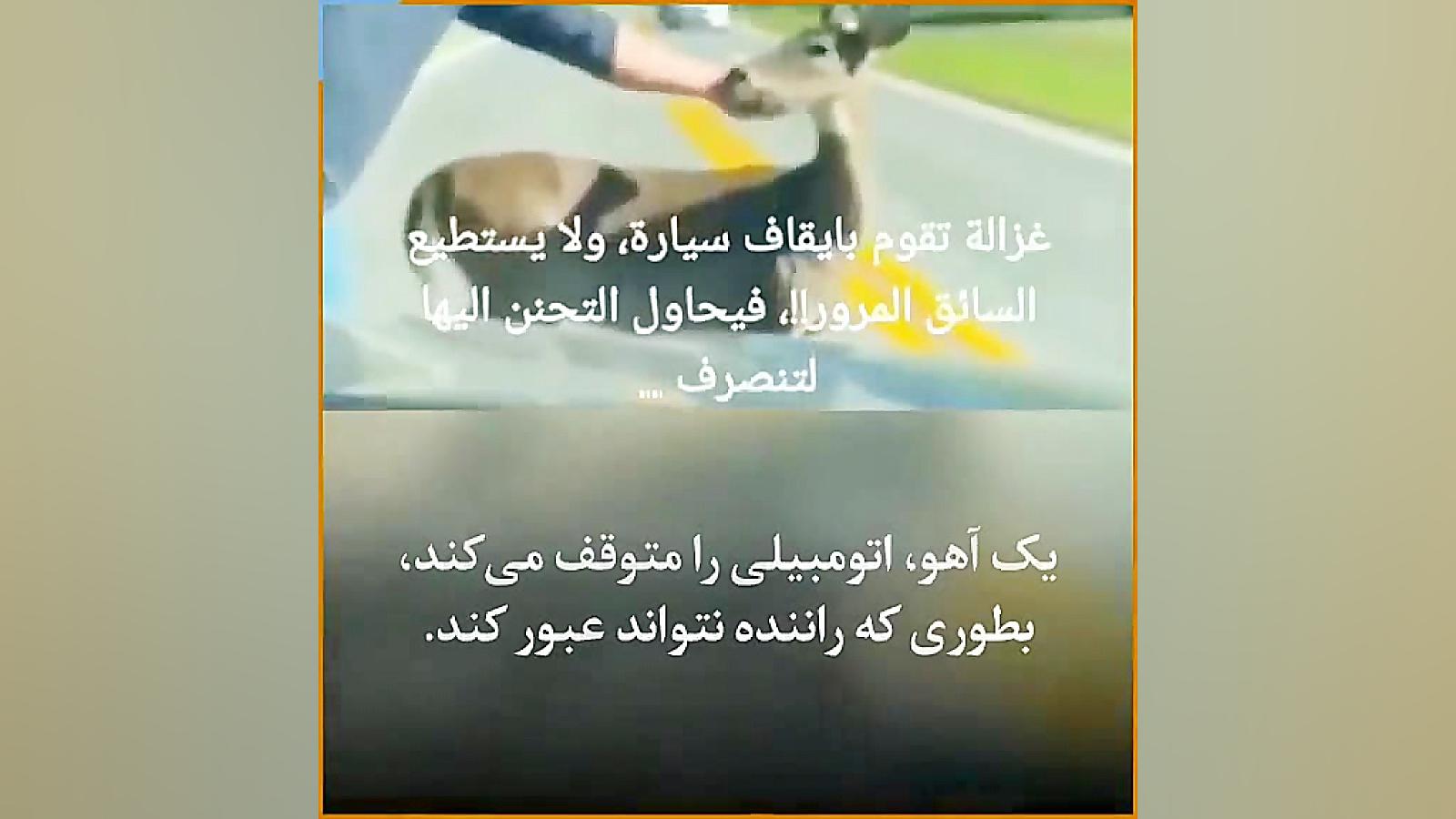 شگفتی های آفرینش / کمک خواستن آهو از راننده ماشین عبوری برای نجات فرزندش علیرضا قربانی
