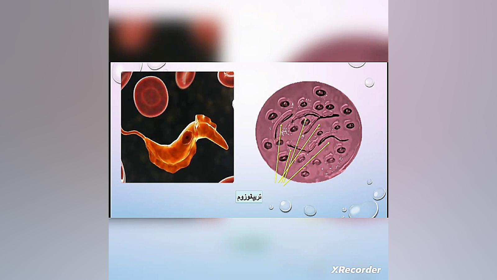 تک یاخته ای ها _آغازیان جم‌سیتابین