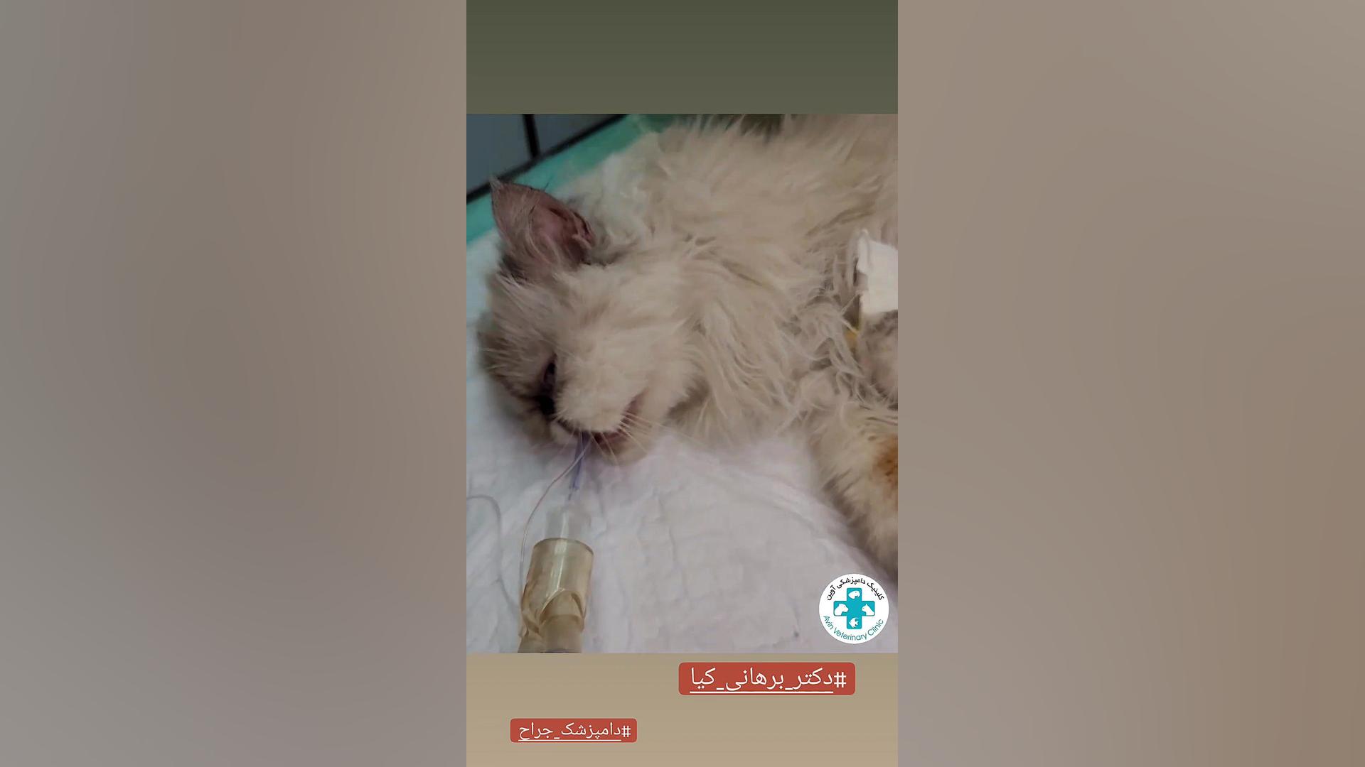 جرمگیری دندان گربه دکتر علی برهانی کیا