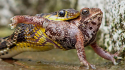 مستند حیوانات وحشی  8تا از بهت...