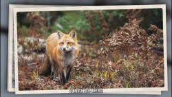 دنیای حیوانات وحشی  شکار مرغ ت...