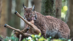 حیوانات شکاری سیاهگوش معمولی ی...