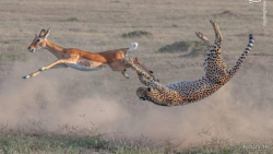 حیوانات وحشی  سریع ترین شکار ی...