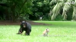 دوستی وبازی حیوانات با هم