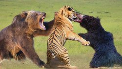 حیوانات وحشی  مستند حیوانات  ج...