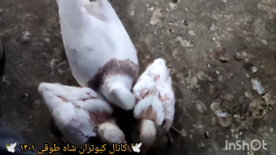 بیرون آوردن جوجه کبوترها زمان718ثانیه