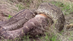 جنگ مار پایتون عظیم  مستند حیا...