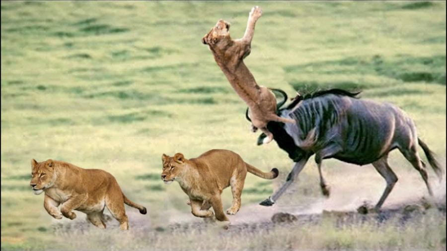 مستند حیات وحش  جدال بز کوهی و...